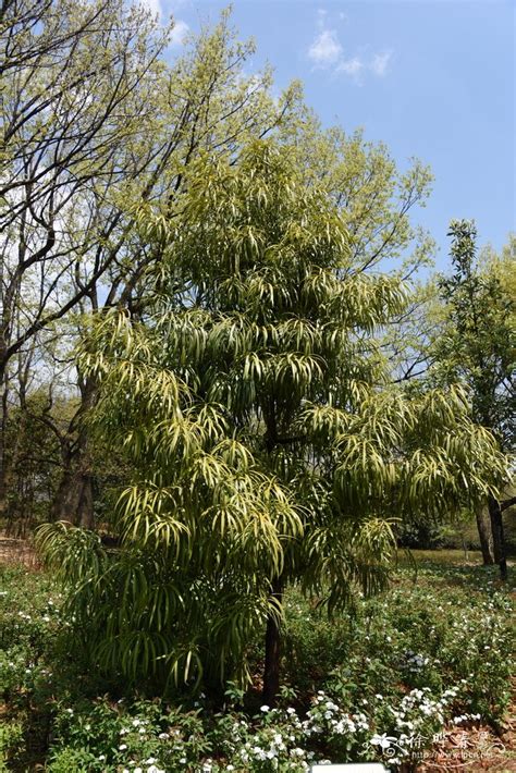 百日青樹|Podocarpus nakaii Hayata 